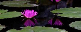 水培凤仙花可以加阿斯匹林吗