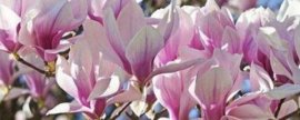冬季容易养植物有哪些，盘点十种冬季植物