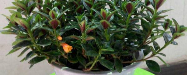 吉祥花是什么花