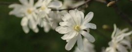 苹果种子能种成树吗