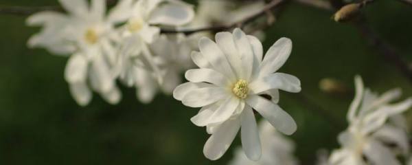 苹果种子能种成树吗