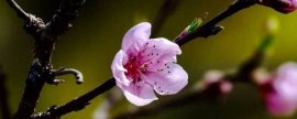 新鲜苹果上市时间