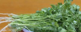 九里香的种植方法