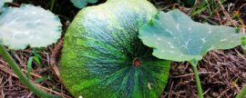 桂花的养殖方法和注意事项：喜欢洁净通风的环