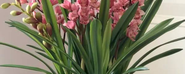 凤仙花适宜生活的环境是什么