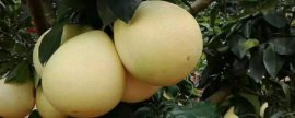 君子兰什么季节开花