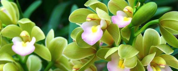 怎样使桂花开花多、香味浓