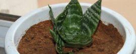 袖珍椰子无土盆栽养护有哪些要点