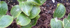 泰国红宝石柚种植温度要求