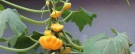 南通市花是什么花