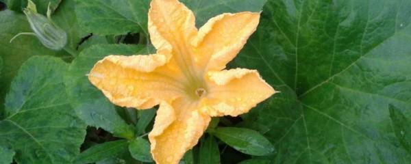 百合花苞多久开花