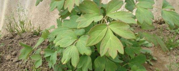 盆栽桂花应怎样科学管理