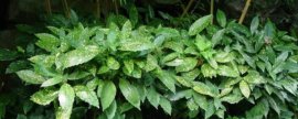 鹤望兰什么时候开花：每年冬季开花
