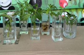7种在秋天开放的橙色花朵：百日菊，金凤花，孔雀草