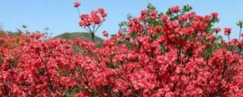 茉莉花最低耐寒多少度