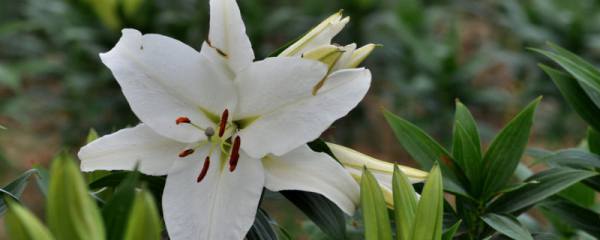 茉莉花花语及寓意