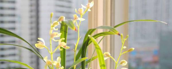茉莉花怕冻吗它的耐低温是多少