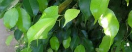 千手观音植物叶子发黄怎么办