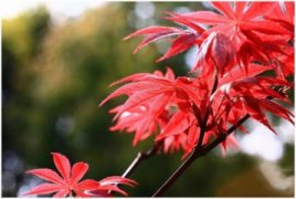梅花应怎样进行繁殖