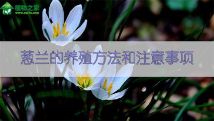 鸭脚木几度会冻死