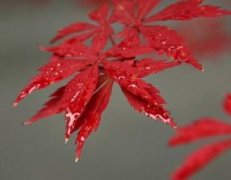 垂丝海棠的价格：关于垂丝海棠的价格情况和相关知识的介绍