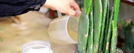 葱兰怎么施肥，葱兰四季施肥的方法(薄肥勤施)