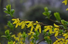 怎样进行梅花的整形修剪