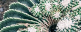 葱兰花期：花期是7～9月