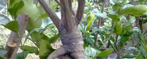 秋季繁殖鸭跖草有哪些优点