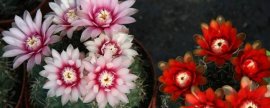 怎样使葱兰开花繁茂