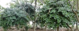 水仙花图片