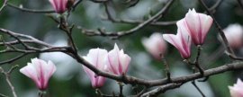 苋菜几月播种