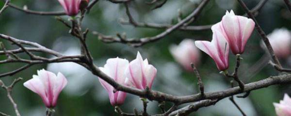 苋菜几月播种
