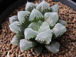 鸭掌木黑杆还能活吗
