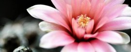 龟背竹冻伤了怎么救