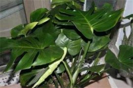 家里养九里香花的好处和坏处