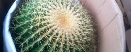 植物九里香的作用和特点
