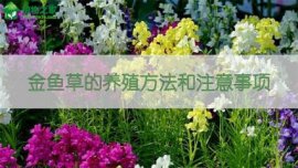 苿莉怎么养才能多生枝
