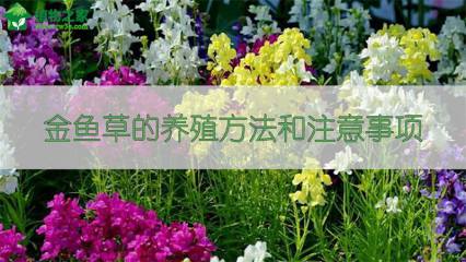 百香果的籽能种吗