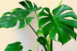 天门冬的价格：种子0.5-3元/小包，盆栽根据大小而定
