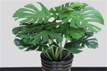 紫荆花树苗的种植方法