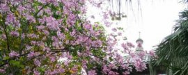 栽培长春花有哪些关键技术