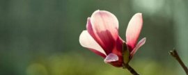玉兰小苗几年开花
