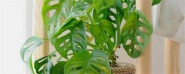 紫金花和紫荆花区别