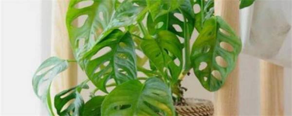 紫金花和紫荆花区别