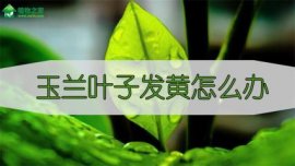 牡丹花蕊茶禁忌