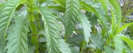 金银花种植方法