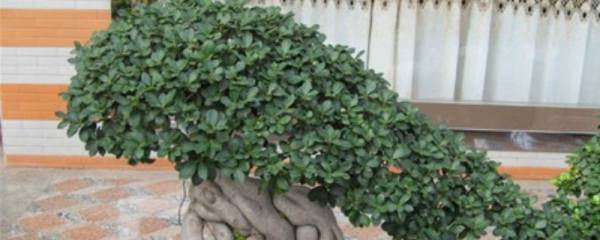 苹果什么季节成熟