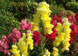 三棱箭开花吗：三棱箭是会开花的,但盆栽条件下很少开花