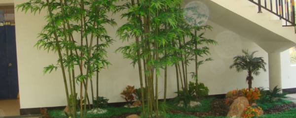 橡皮树的繁殖：有详细的组图解说
